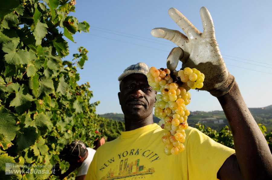 Vendemmia del Moscato alla Caudrina - fotografia di Vittorio Ubertone