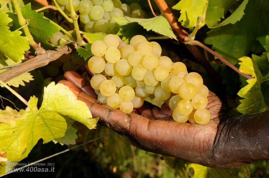 Vendemmia del Moscato alla Caudrina - fotografia di Vittorio Ubertone