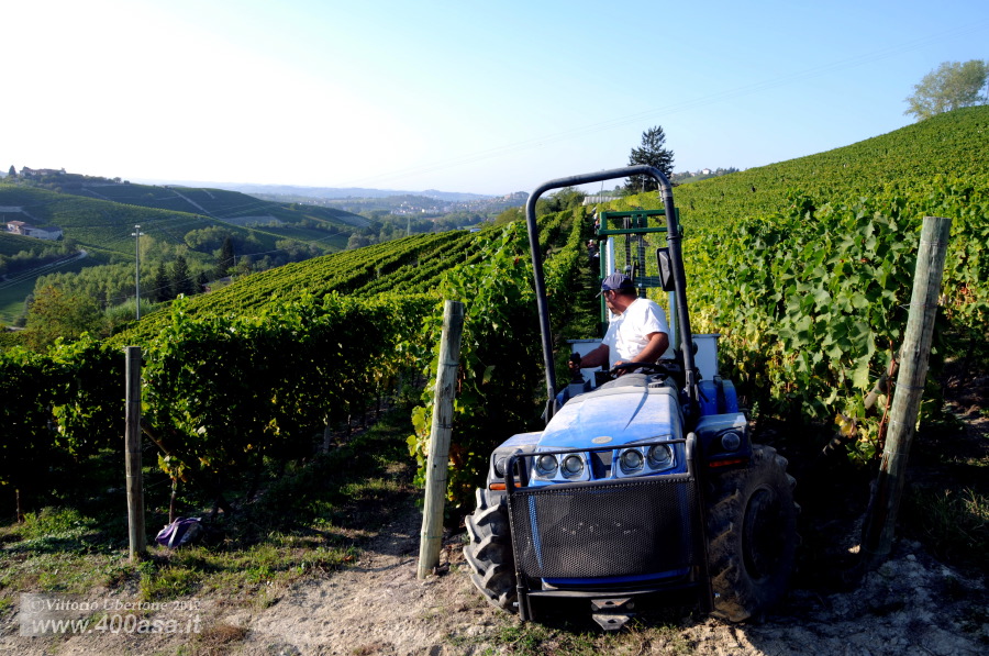 Vendemmia del Moscato alla Caudrina - fotografia di Vittorio Ubertone