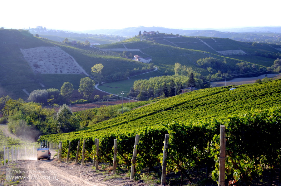 Vendemmia del Moscato alla Caudrina - fotografia di Vittorio Ubertone