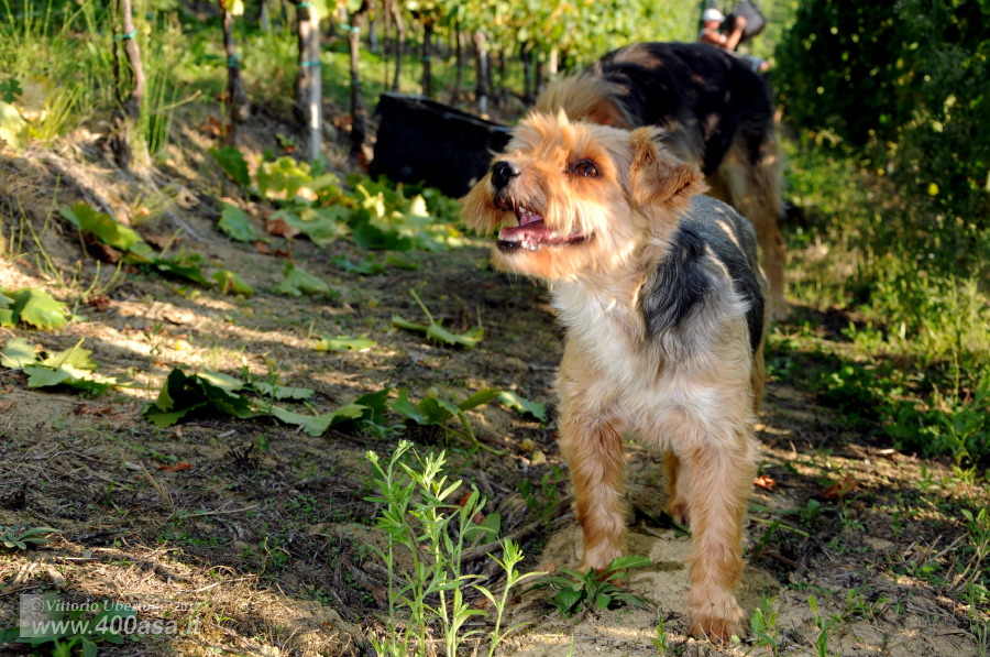 Vendemmia del Moscato alla Caudrina - fotografia di Vittorio Ubertone