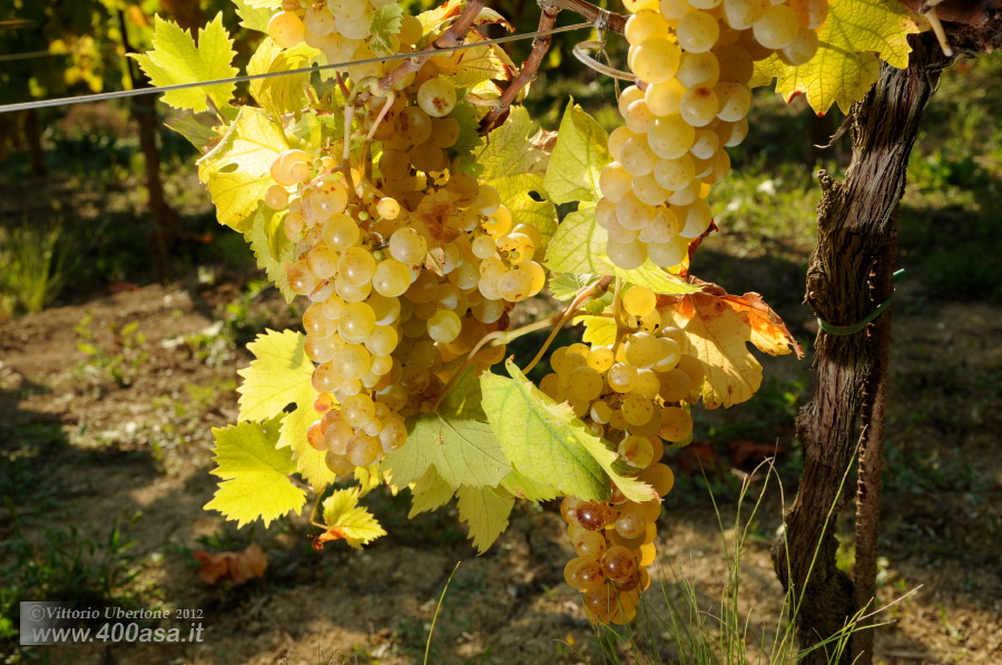 Vendemmia del Moscato alla Caudrina - fotografia di Vittorio Ubertone