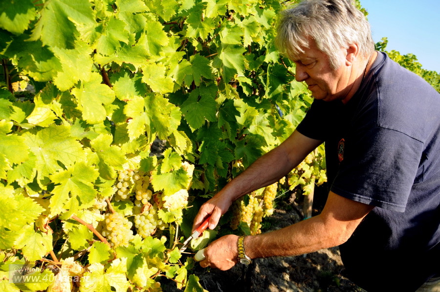 Vendemmia del Moscato alla Caudrina - fotografia di Vittorio Ubertone