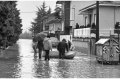 1994 Alluvione del fiume Tanaro ad Asti e provincia © Vittorio Ubertone - www.400asa.photo - 
www.saporidelpiemonte.net