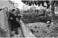 1994 Alluvione del fiume Tanaro ad Asti e provincia © Vittorio Ubertone - www.400asa.photo - 
www.saporidelpiemonte.net