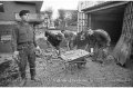 1994 Alluvione del fiume Tanaro ad Asti e provincia © Vittorio Ubertone - www.400asa.photo - 
www.saporidelpiemonte.net