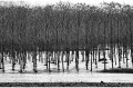 1994 Alluvione del fiume Tanaro ad Asti e provincia © Vittorio Ubertone - www.400asa.photo - 
www.saporidelpiemonte.net