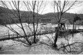 1994 Alluvione del fiume Tanaro ad Asti e provincia © Vittorio Ubertone - www.400asa.photo - 
www.saporidelpiemonte.net