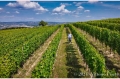 23 giugno 2021 Verduno (Cuneo) Azienda Bel Colle Bosio Family Estate - fotografia di Vittorio Ubertone