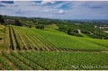 23 giugno 2021 Verduno (Cuneo) Azienda Bel Colle Bosio Family Estate - fotografia di Vittorio Ubertone