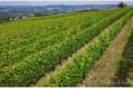 23 giugno 2021 Verduno (Cuneo) Azienda Bel Colle Bosio Family Estate - fotografia di Vittorio Ubertone