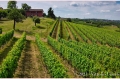 23 giugno 2021 Verduno (Cuneo) Azienda Bel Colle Bosio Family Estate - fotografia di Vittorio Ubertone