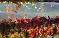 Villa-Sparina_Villa-Sparina_Gavi_esterni-autunno_5E5B2254