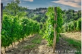 17 giugno 2021 Vinchio - Cantina sociale Vinchio e Vaglio - fotografia di Vittorio Ubertone