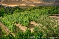 17 giugno 2021 Vinchio - Cantina sociale Vinchio e Vaglio - fotografia di Vittorio Ubertone