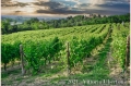 17 giugno 2021 Vinchio - Cantina sociale Vinchio e Vaglio - fotografia di Vittorio Ubertone