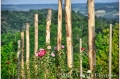 17 giugno 2021 Vinchio - Cantina sociale Vinchio e Vaglio - fotografia di Vittorio Ubertone