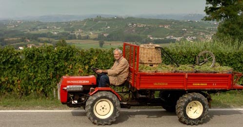 vendemmia_moscato2007691