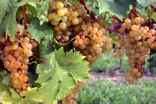 RICERCATI i grappoli di moscato bianco al centro della querelle