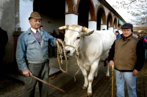 Una passata edizione della Fiera del Bue Grasso di Moncalvo (Asti)