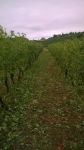 grandine su vigneto nella zona di Costigliole d'Asti