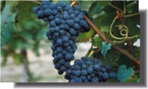 Grappolo_di_Albarossa